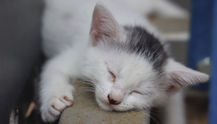 Dez hábitos para ter um sono saudável e uma vida mais feliz