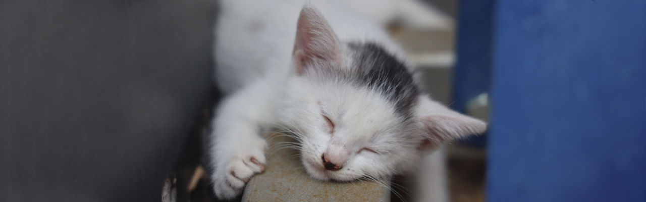 Dez hábitos para ter um sono saudável e uma vida mais feliz